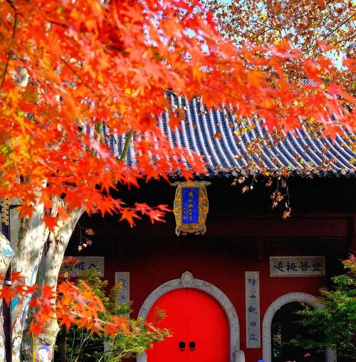 霜叶红于二月花.古寺丹枫一南京栖霞山的红枫.2020.11