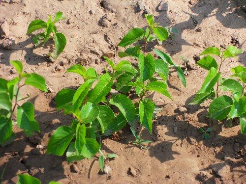 烟台大樱桃苗批发.