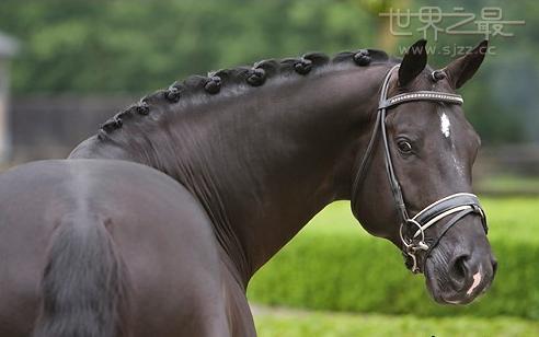 世界上最贵的马 身价1300万美元