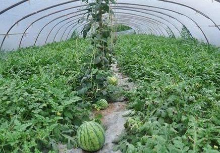 让大部分的西瓜幼苗吸收不了阳光,就会停滞生长,种植太稀松会浪费土地