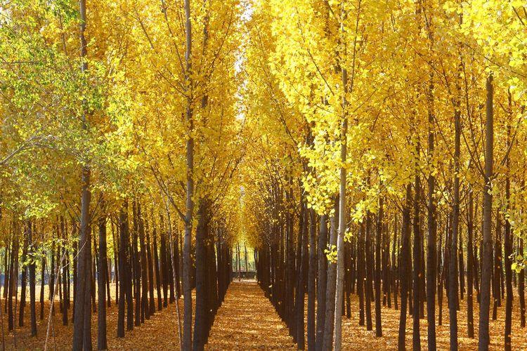 秋天的杨树林