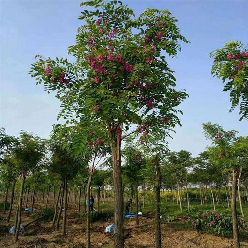 8公分香花槐 9公分香花槐 苗圃批发