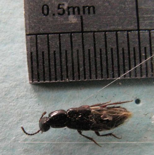 是隐翅虫? 小心有毒哦!