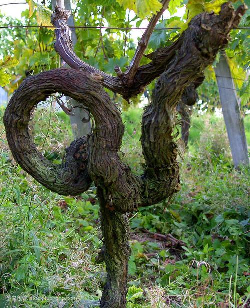 葡萄树的根图片