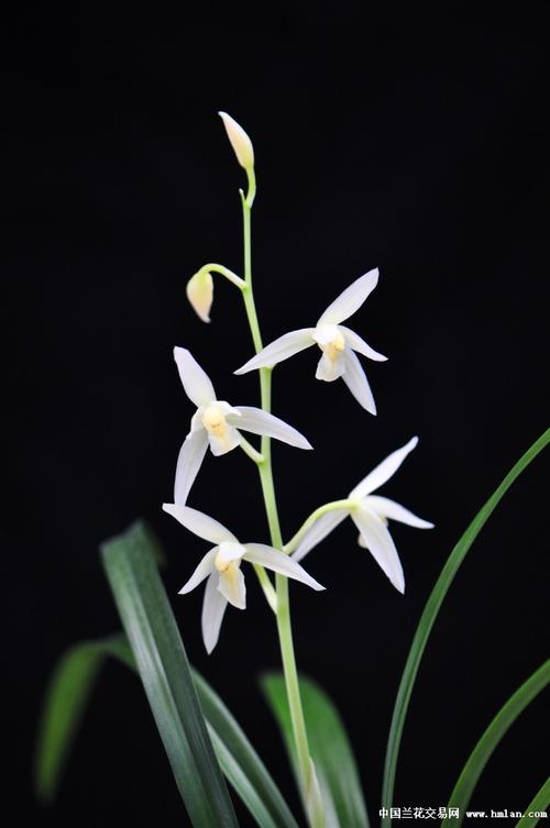 漓江雪,壮苗带大芽