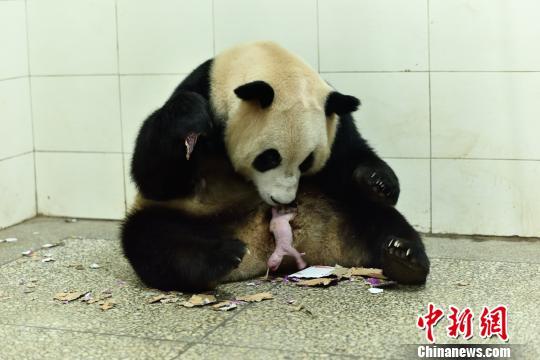 大熊猫纪录片大全下载_纪录片天堂1
