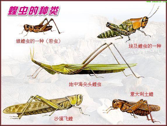 佑酒食用,据《食用昆虫与菜谱》一书中介绍,蝗虫体内含有蛋