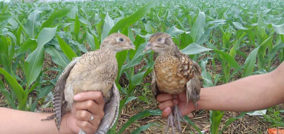 七彩山鸡半大山鸡活体脱温小山鸡纯种大山鸡七彩鸡 半斤重小山鸡10只