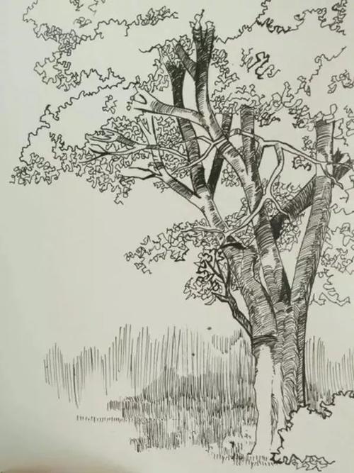 风景速写怎能少得了树呢