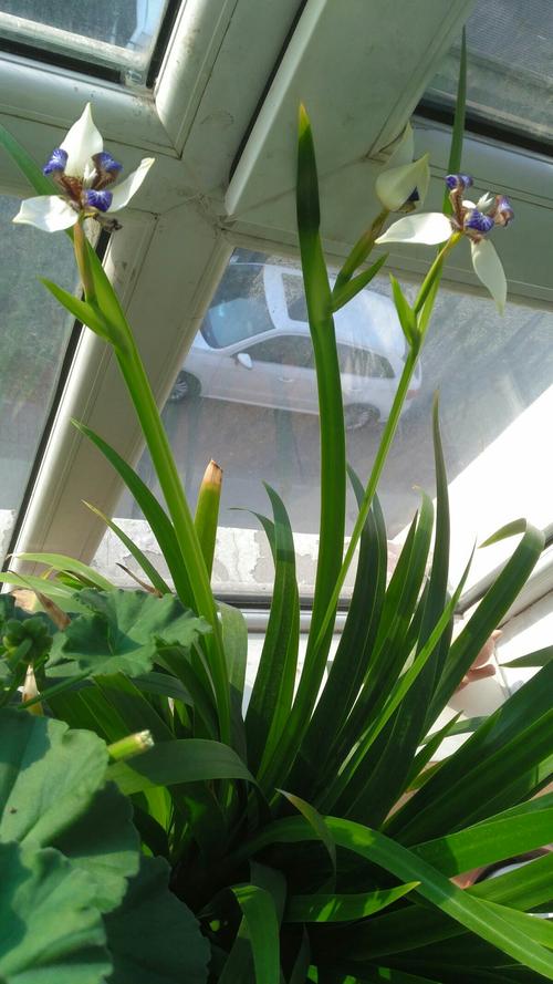 日本兰,淡淡的花香