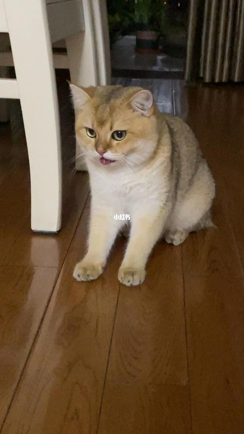 小猫咪跑累了也会喘气_猫咪_金漸層_宠物_猫_晒猫