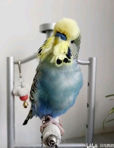 最新最全虎皮鹦鹉品种介绍