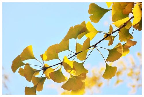 银杏树 文/李连山