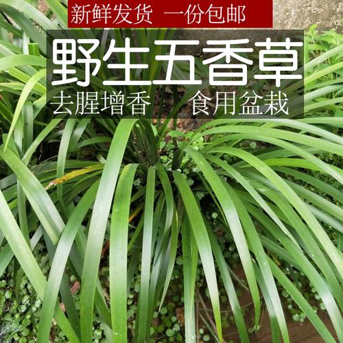 绿植盆栽四五香草新鲜山奈贵州特产牛瘪精选香料五香草料三奈带根