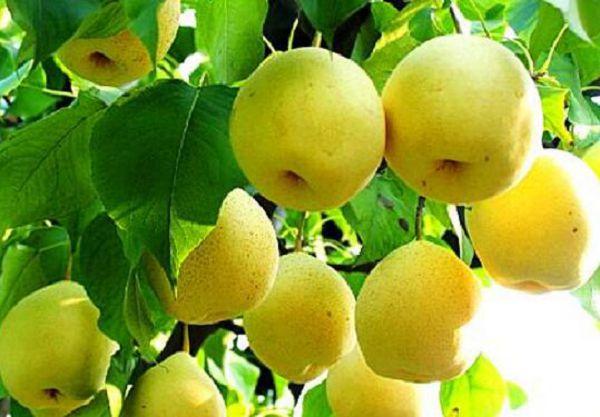秋季怎样预防梨树二次开花