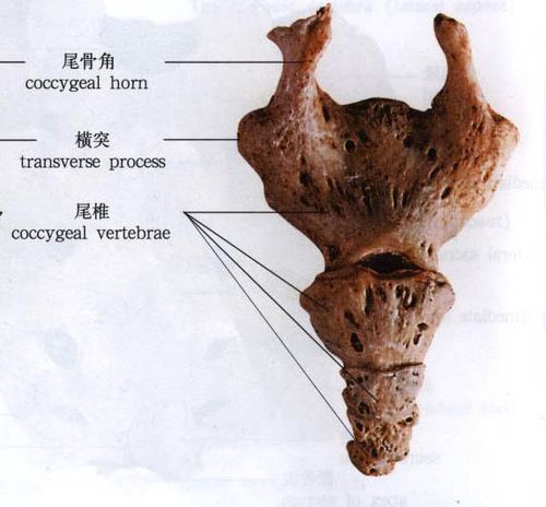 正常人体尾骨解剖图人体解剖图