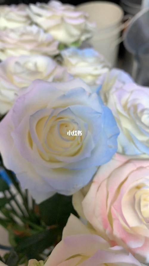 今天来玩色呀 欧若拉_花の萘蘼flower studio攻略_喷色玫瑰_家居家装