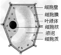 初中试题 生物试题 植物细胞的基本结构 > 绘制一个洋葱表皮细胞结构