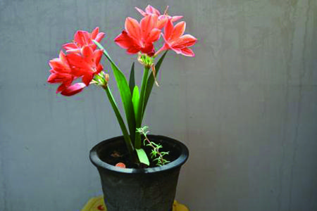 紫根兰什么时候开花