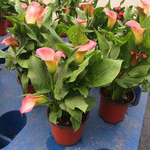 进口彩色马蹄莲成品带花种球盆栽四季开花植物室内阳台绿植花卉