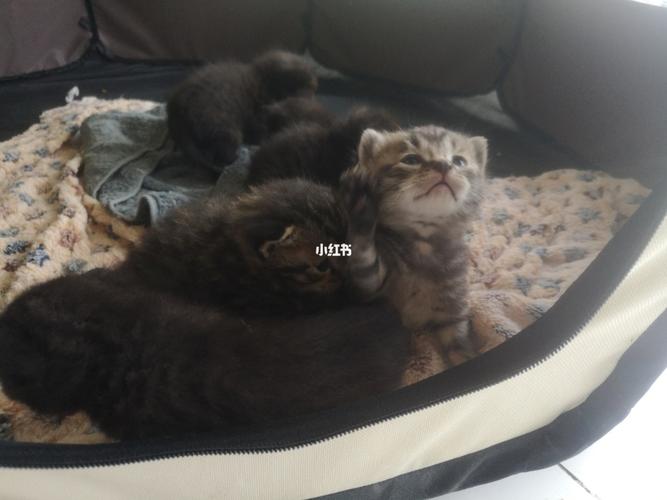 串串小猫咪_猫咪_串串_猫咪日常_宠物_猫