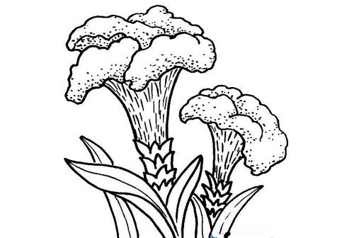 美丽的鸡冠花_植物简笔画-e学堂