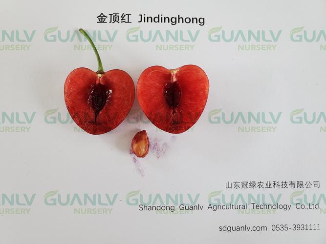 金顶红 jindinghong