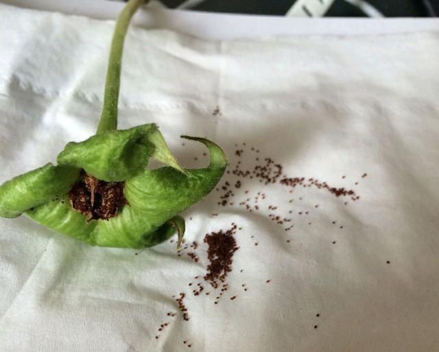 上图就是花友分享给我的大岩桐种子,可以看到,大岩桐的种子是非常细