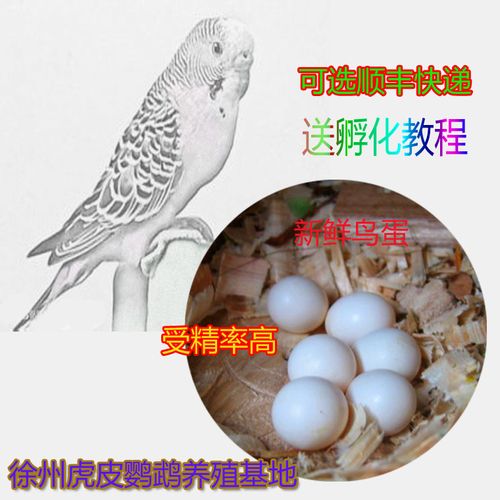 新鲜鸟蛋迷你虎皮鸟活体可孵化上手养鸟云斑受精蛋受精卵种蛋包邮