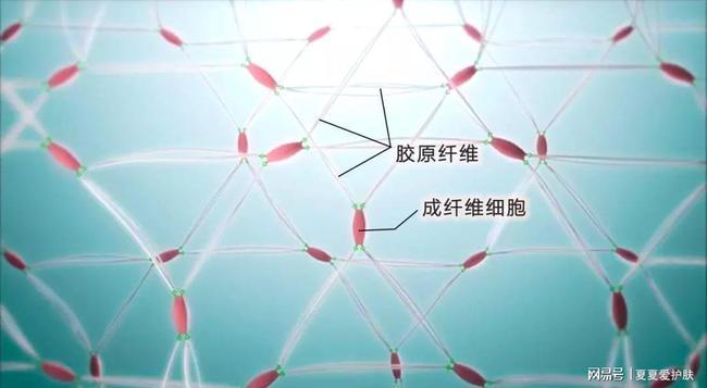 基因的秘密,都将折射在你脸上|护肤品|弹性纤维|胶原蛋白|肌龄_网易