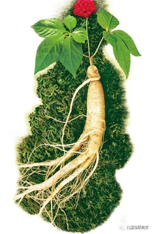 中医启蒙西洋参和人参的适用人群有哪些二者区别是什么如何正确食用