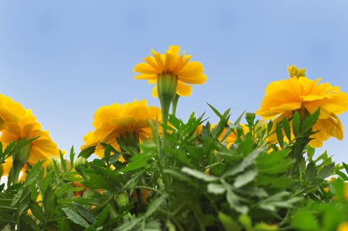 花开五月