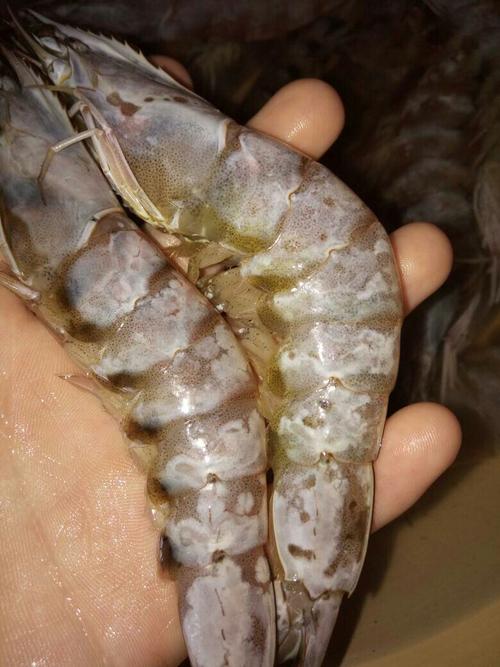 冻青虾壳上有白斑点还能吃吗