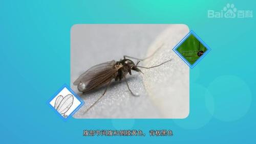 带你认识不同种类的瘿蚊