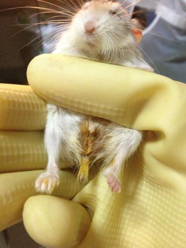 仓鼠,腹泻着凉了,现在拉肚子,眼睛睁不开,很虚弱,该怎么办,有喂妈咪爱