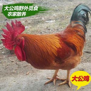 壮乡正宗土公鸡农家散养鸡新鲜大公鸡农村老公鸡广西阉鸡现杀包邮