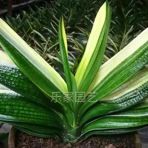 君子兰盆栽 彩兰_长春君子兰精品小苗彩兰覆轮鸳鸯瓷白墨绿室内绿植
