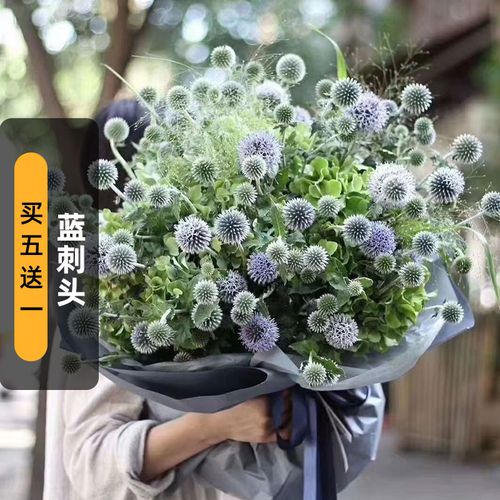 蓝刺头种子10粒蓝星球种籽多年生花卉可干切花庭院室外盆栽春秋播