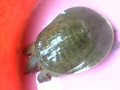 如何区分公甲鱼和母甲鱼