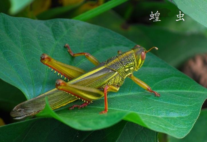 昆虫图片和名字,要搭配的.急