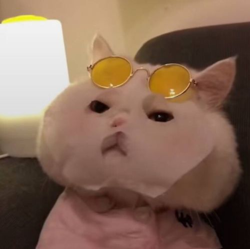 猫咪敷面膜_猫咪_面膜表情