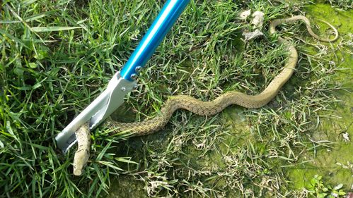 静闲居捕蛇钳捕蛇器蛇钩捕猎捉蛇抓蛇器捕蛇夹扑蛇夹8858