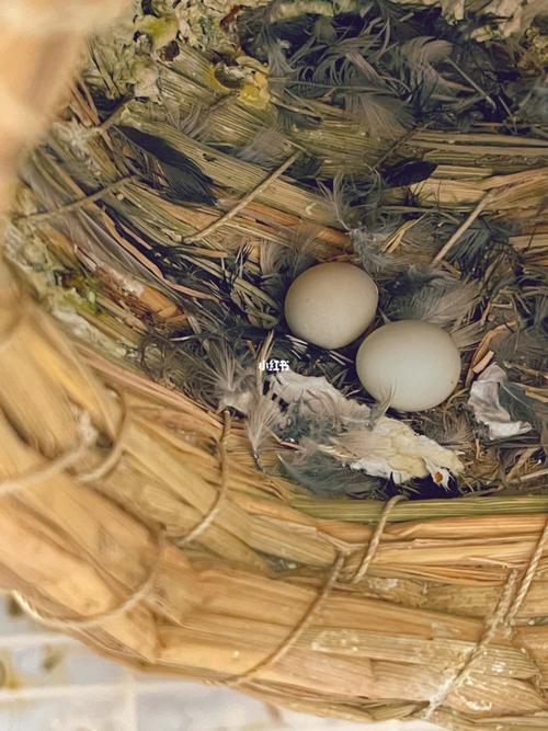 珍珠鸟下蛋记_珍珠_蛋黄_宠物_宠物其他