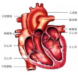 请你认真观察如图心脏结构图,看看下列叙述中有无错误