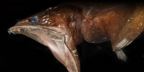 黑叉齿鱼深海恐怖吃货能吞下自身10倍体重的猎物且不被撑死