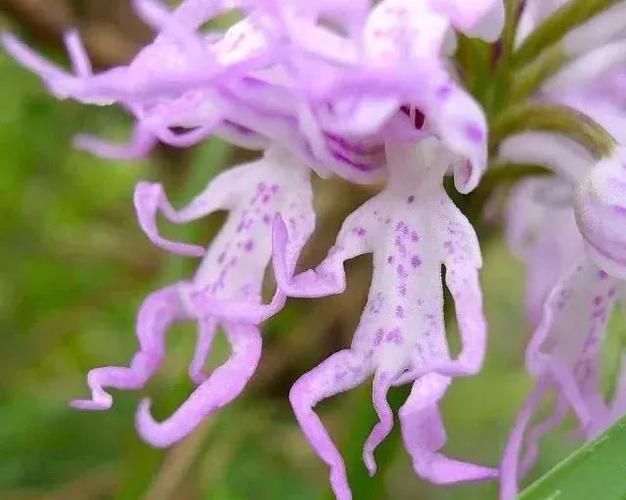 趣味绿植——男人花,女人花_植物