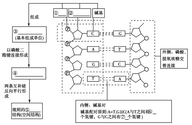 知识点一 dna 分子的结构