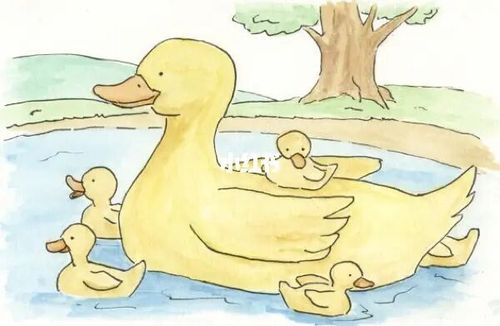 【小鸭子嘎嘎:做勇敢的自己】儿童睡前故事_游泳_游泳