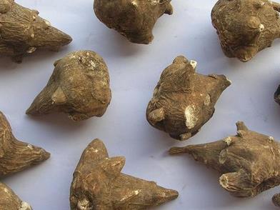 附子的作用与禁忌