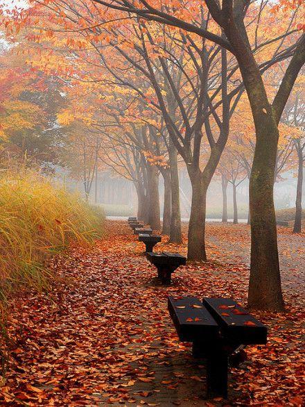 秋逸雅采集到秋叶璀璨